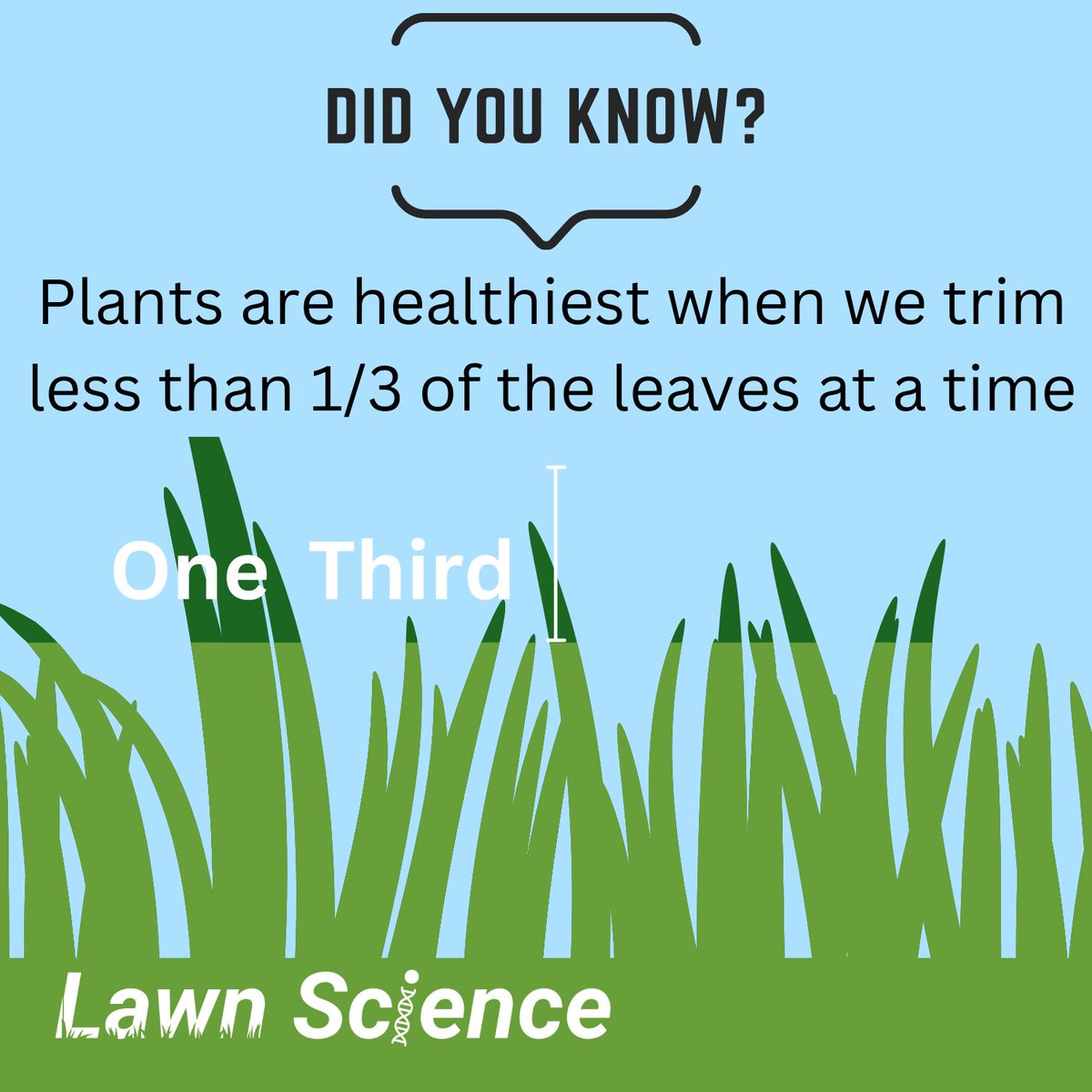 Frequent mowing makes turf healthier and less stressed. We recommend following the "One Third Rule" when mowing, which can be difficult if you want to try #NoMowMay. Removing more than one third of a plant in a mowing event is not recommended! #GuelphTurf #Lawncare <a href="/Lawn_Science/">Lawn.Science</a>