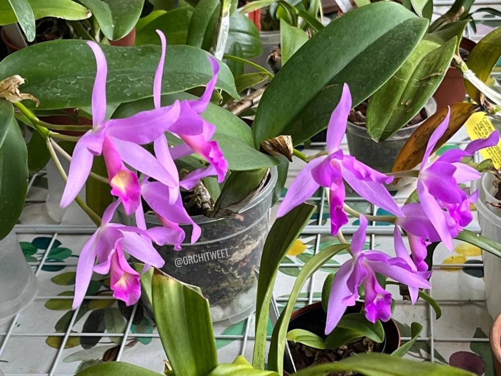 #Guarianthe × laelioides, grown by our member Alessandro Wagner

#orchids from #noidellaSFO

#orchidee #orquídeas #orchideen #orchidées #rareflowers #orchidlovers