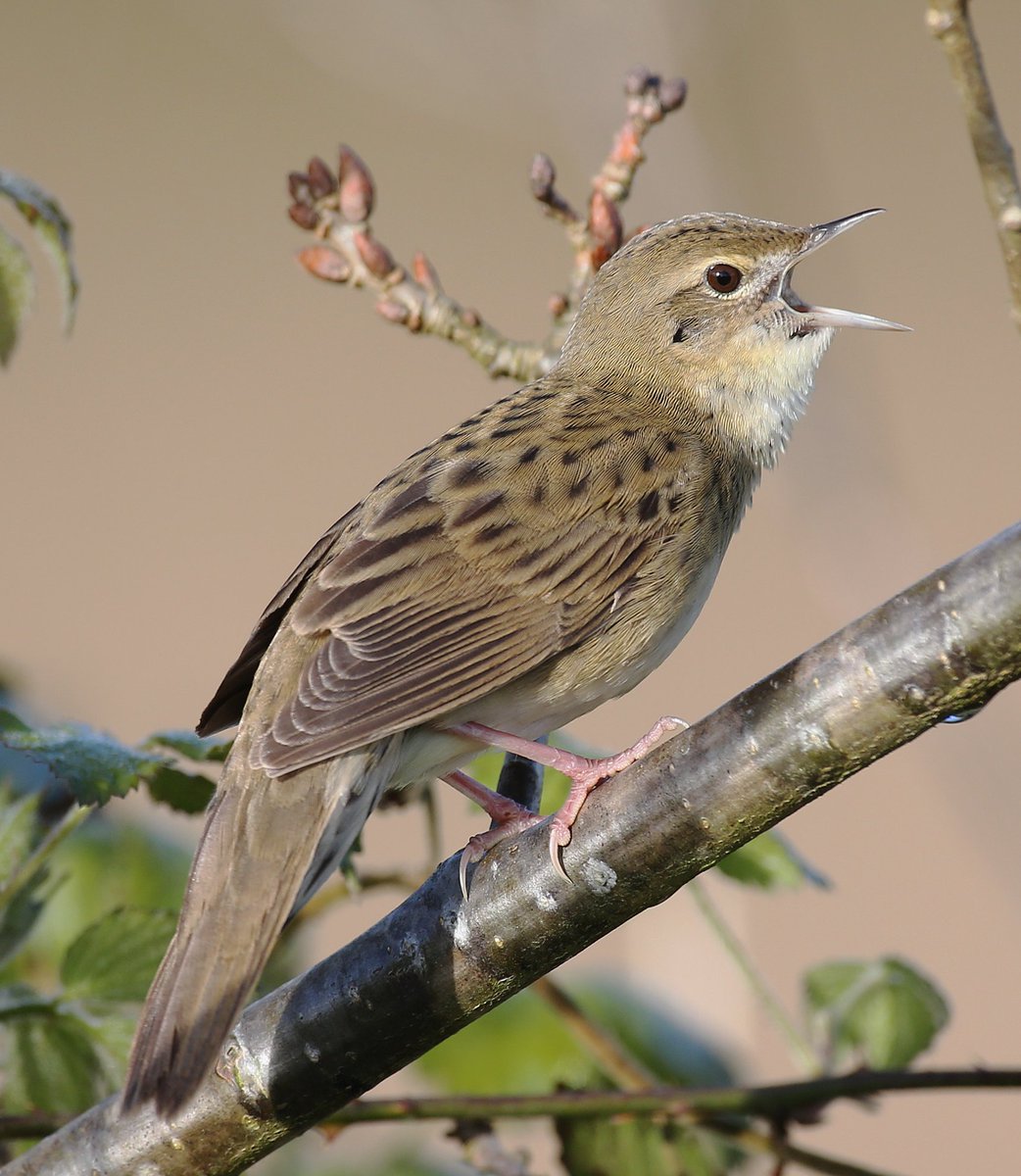 Dave Hutton tweet media