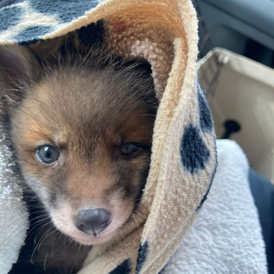 Yesterday saw patient 1,000. We didn't reach patient 1,000 until 25th April 23. Patient 1,043 (a busy 24hrs) is this fox cub. She was found in a storm drain in Cheltenham. A tricky rescue, we had to get help from Cheltenham East Fire Station. She's cold & wet but is safe now 🦊