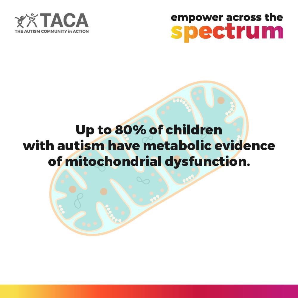 Up to approximately 80% of children with #autism have metabolic evidence of #mitochondrial dysfunction. 🔋 Without sufficient cellular energy, functioning may be affected. Learn about treatments and support : tacanow.org/family-resourc…   Source: pubmed.ncbi.nlm.nih.gov/32892956/