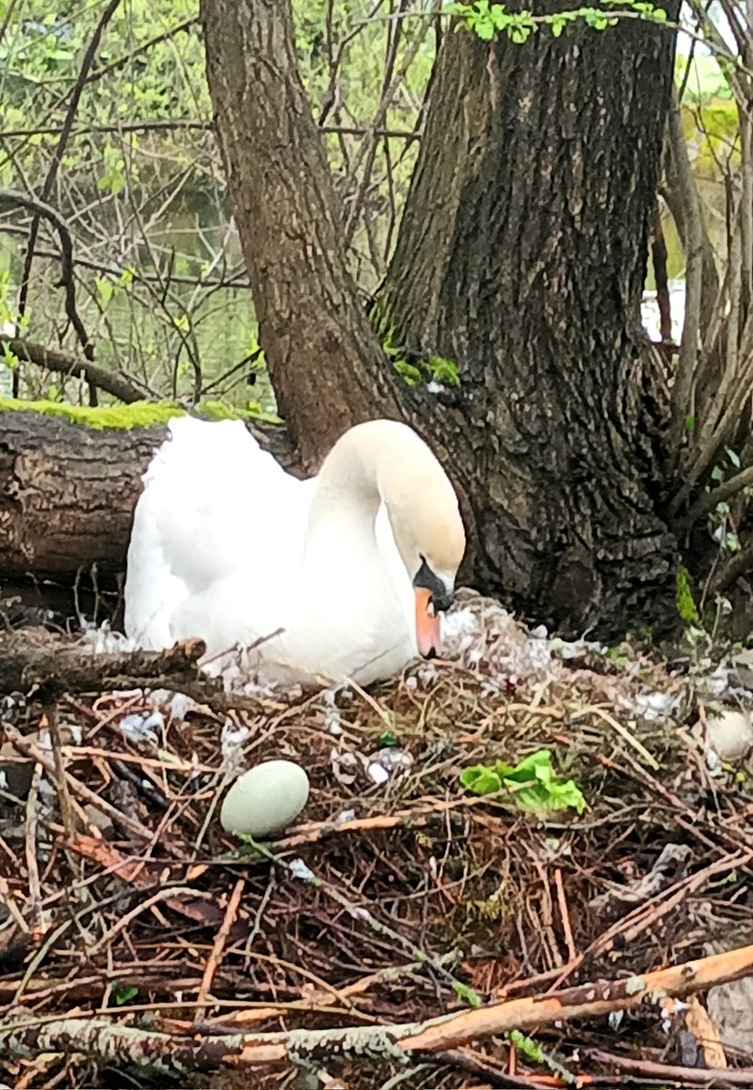 Swan and Egg. 
Mill Lane Clondalkin.