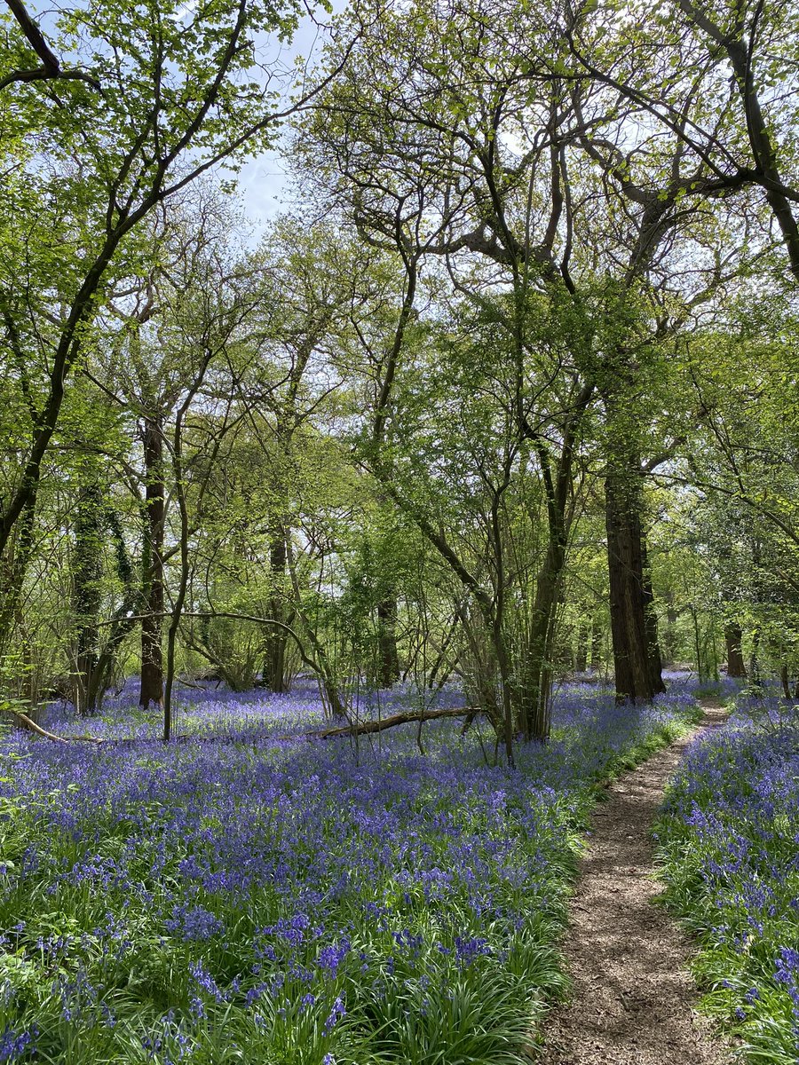 @WriterHannahBT Totally agree. This is Perivale Wood near me in Ealing - bluebells everywhere!