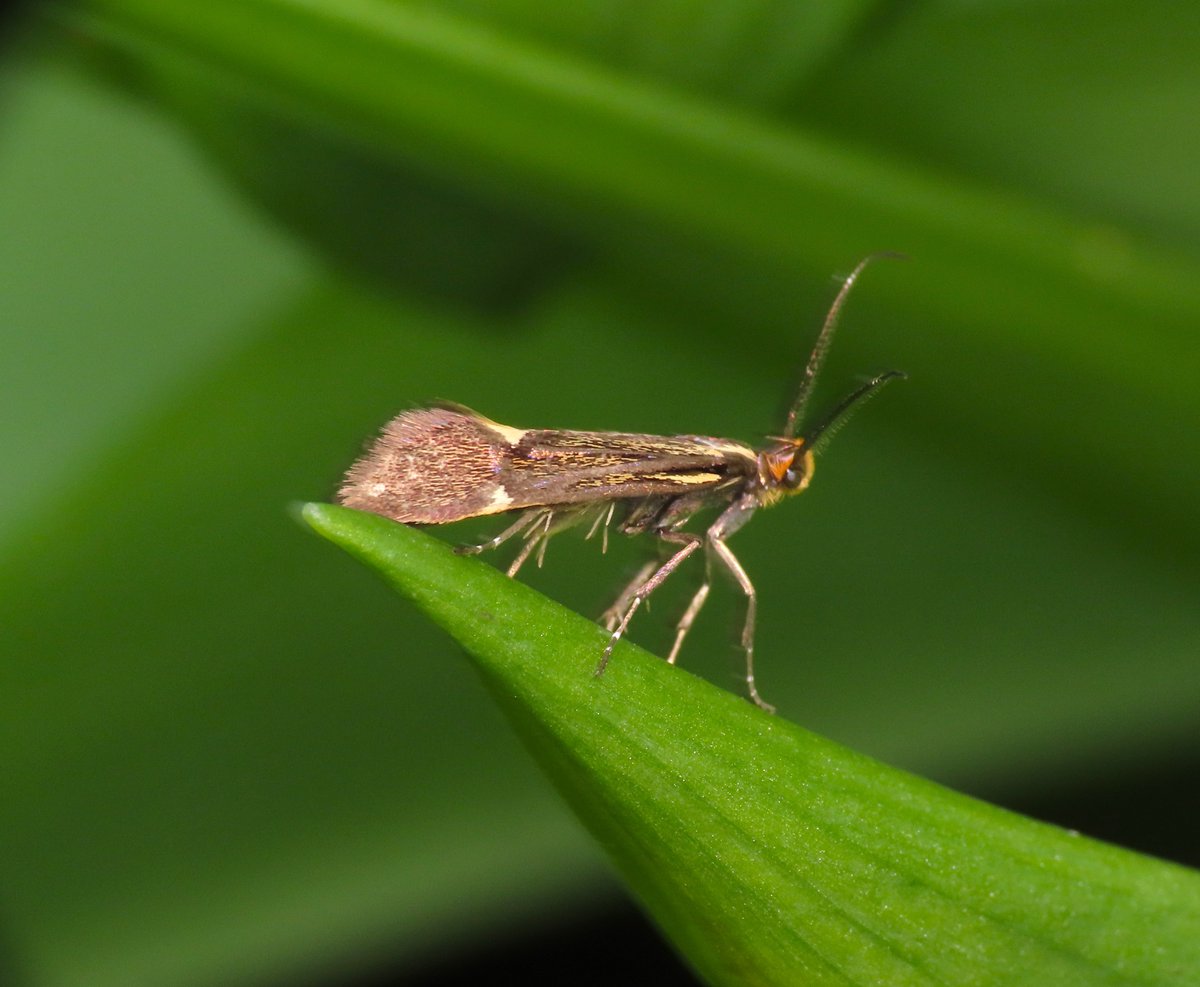 Esperia sulphurella, one of two seen on the Hall Walk near Fowey. Leon has kindly told me that he gets about a dozen records per year from Cornwall.