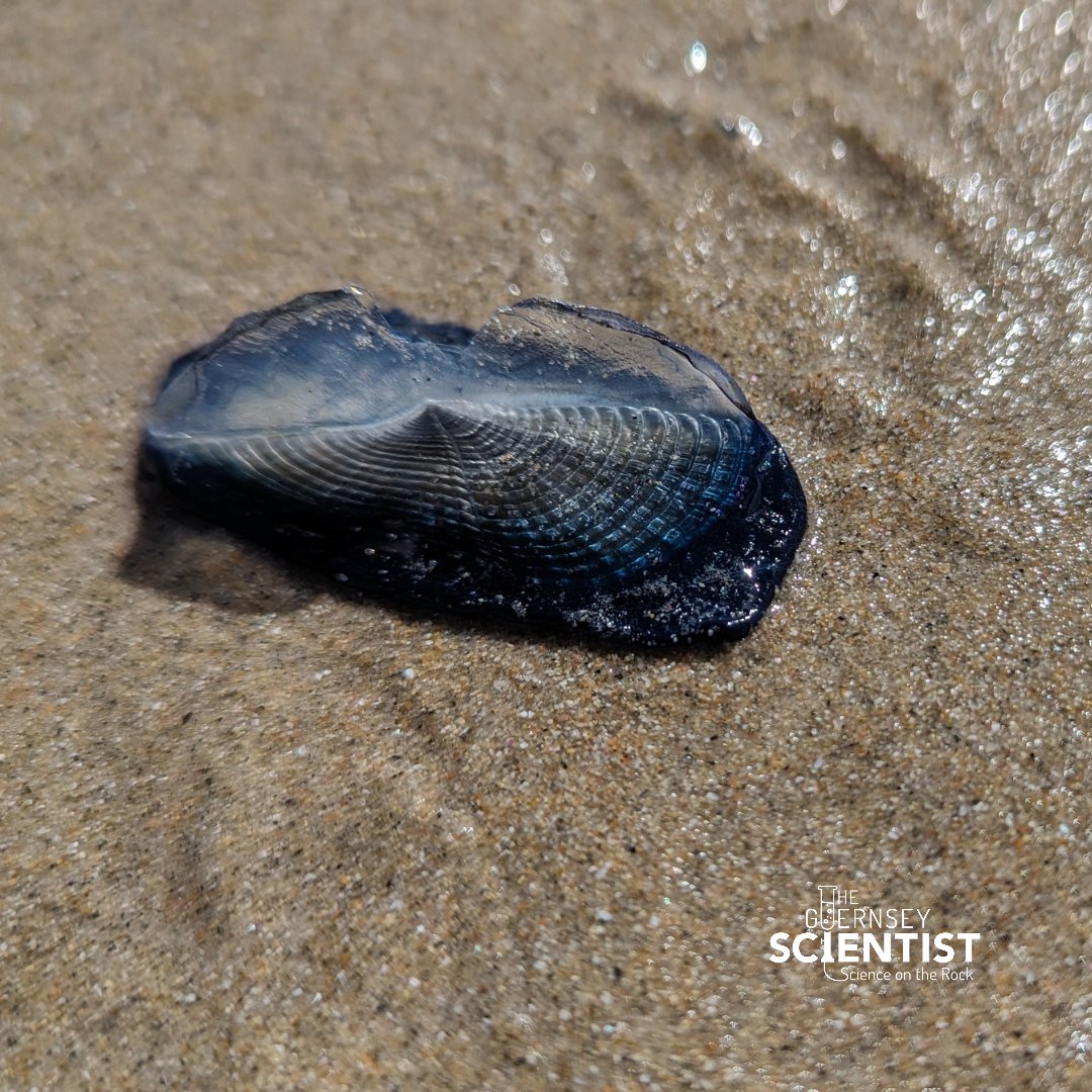 Mass stranding of By-The-wind-sailors (Velella velella) yesterday. Even though we get left and right-sailed animals I only saw left-sailed (\) ones #Guernsey #ByTheWindSailor #stranding