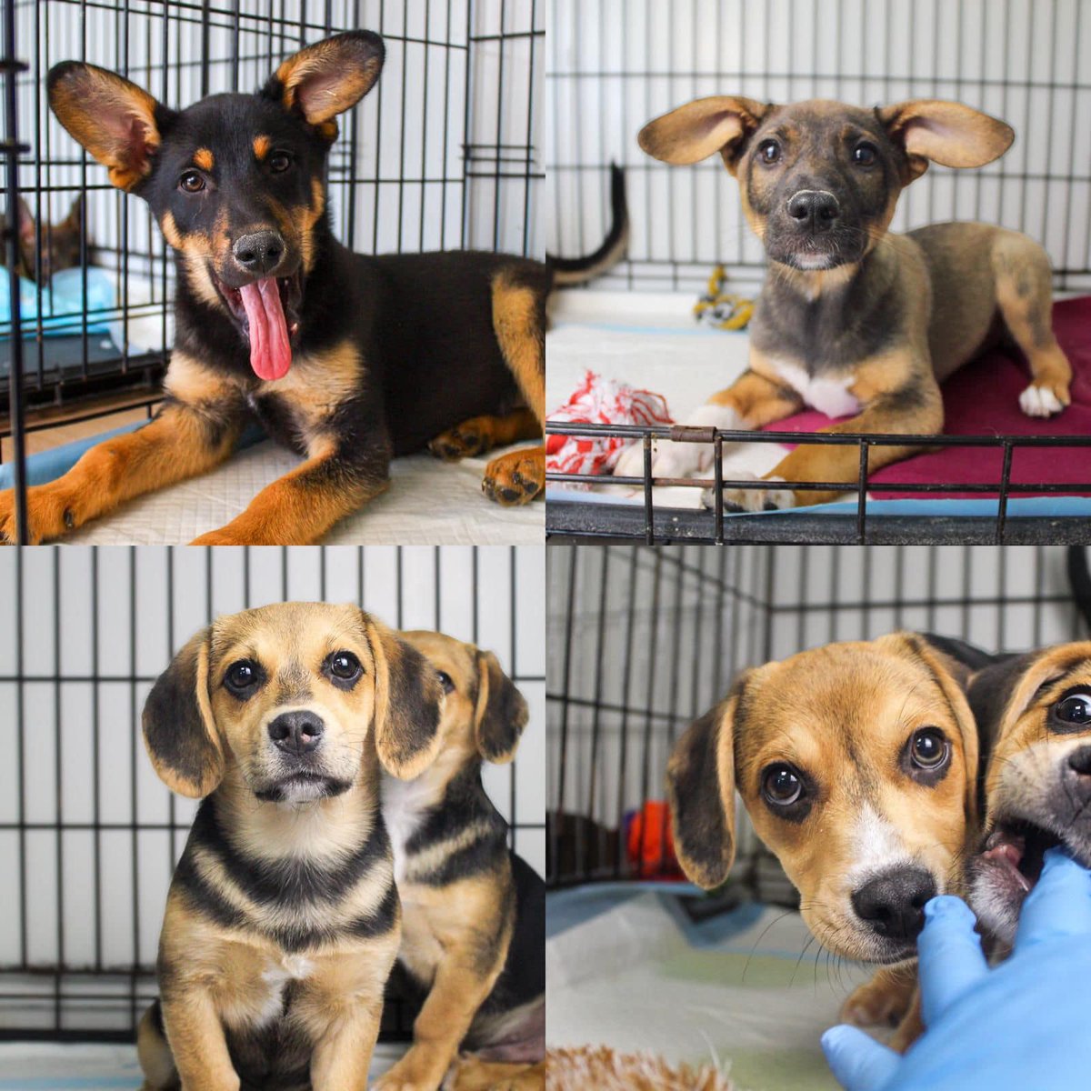 Wyrwane z bezdomności💔 Zabrane z pól,nor, pustostanów.Mniejsze,większe,różne - łączy je jedno. Urodziły się z wyrokiem,a u nas dostały ułaskawienie.
Ale czy na pewno?Spójrz na nie🥹Powinny już żyć ze swoimi rodzinami,powinny uczyć się świata.
A wszystko co znają to klatka😔.