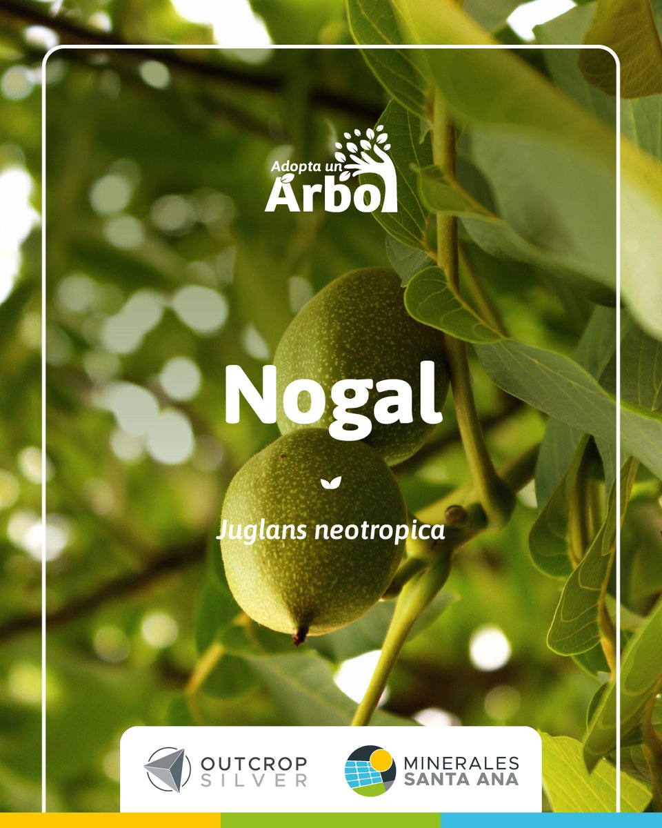 OCG_Silver's tweet photo. 🌿🌳 Join Our Green Revolution with the Nogal Tree! 🌲🌱

In line with Outcrop Silver’s commitment through our subsidiary, Minerales Santa Ana, we are dedicated to enhancing our urban landscapes. Today, we are thrilled to spotlight the Nogal tree (Juglans neotropica), a towering beacon of strength and sustainability within our urban forests.

🌳 Majesty and Resilience: The Nogal tree stands tall, showcasing the incredible potential of our urban green spaces. Thriving in well-drained soil and requiring ample sunlight, it exemplifies the importance of diligent care and attention in nurturing our urban environments. Its dignified presence is a testament to what we can achieve through committed environmental stewardship.

🐿 A Haven for Wildlife: Adopting a Nogal tree does more than enhance the beauty of our neighbourhood; it creates a refuge for local wildlife. These trees offer vital shelter and food sources, crucial for maintaining and enhancing biodiversity.

💚 Environmental Champion: Each Nogal tree we plant is a step toward a greener, more sustainable future. These vital giants play a critical role in improving our air quality, moderating the local climate, and adding lasting beauty to our surroundings.

Let’s Plant Roots for Tomorrow—Every Tree Counts! 🎄💚 

#FalanReverdece
#UrbanForestry
#GreeningCommunities
#NatureRevival

$OCG.V $OCGSF #Silver #Gold @OCG_SilverGold 
Santa Ana - Future World’s Highest-Grade Primary Silver Producer