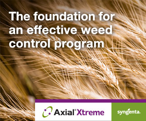 Wild oats, cleavers and kochia? No. Clean wheat? Yes. Make Axial® Xtreme herbicide the core of your cereal weed control program this season. Learn more: bit.ly/3LA0cE2