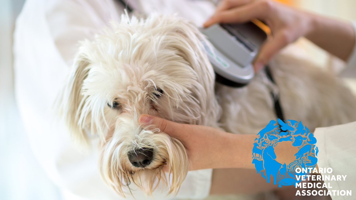 A microchip is a tiny chip that's inserted beneath an animal's skin, which contains contact details that veterinarians and shelters can use to locate owners of lost animals. This #NationalPetIDWeek, speak to your veterinarian to learn about why you should microchip your pet.