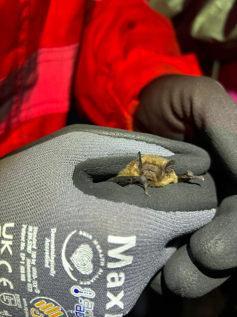 🦇Bat BrainTeaser results ❓Did you know bats are vital role to our ecosystem? 🌟These amazing creatures are natural pest controllers reducing the need for chemical pesticides & are important pollinators for native plants Quiz results & more info👉tinyurl.com/582mm9dt #FODC