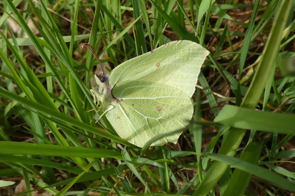 Transects Week Three. 41 individuals from six species. Seasons first were a Large White and five Green-Veined Whites. Others were Orange-Tips (13), Speckled Wood (9), Peacocks (11) and Brimstone (2). @NatureUK @WKWT @NaturalEngland @BCWarwickshire @savebutterflies @ukbutterflies