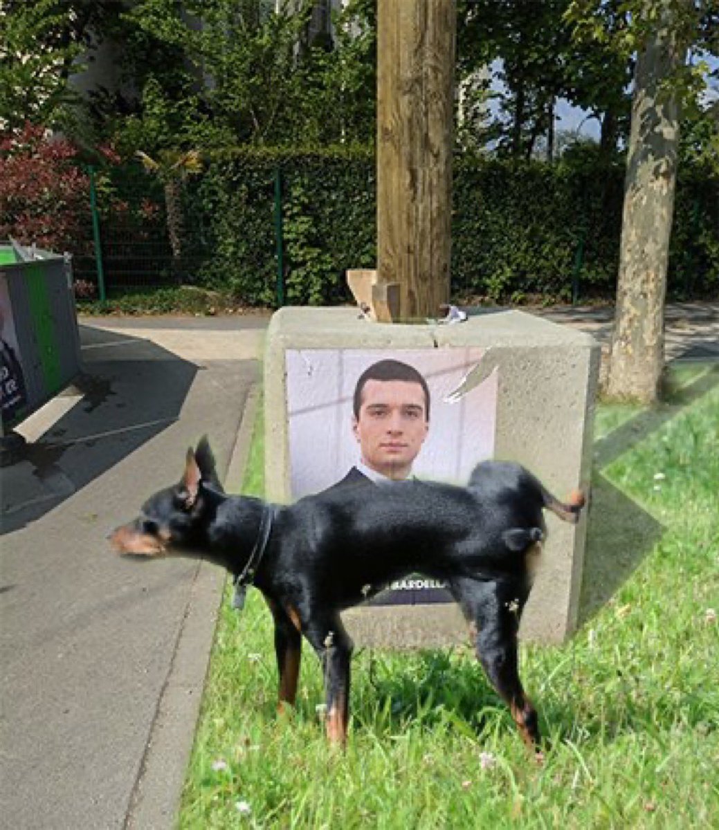 coryleguen's tweet photo. Bravo à ce chien qui a tout compris. 😍 https://t.co/gyvhas5n0Q