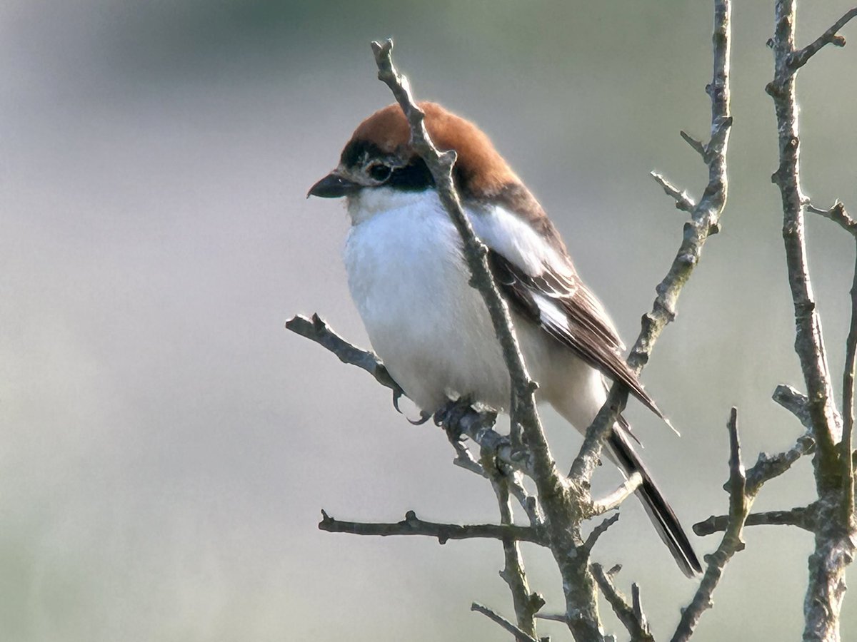 Really pleased to relocate the elusive Woodchat Shrike on my Cornish ‘home’ patch on The Lizard 😊 Had to dodge over-excited bullocks but had great views to the calls of Oystercatchers & Whimbrel with a locally rare Cetti’s Warbler thrown in for good measure too! @CBWPS1