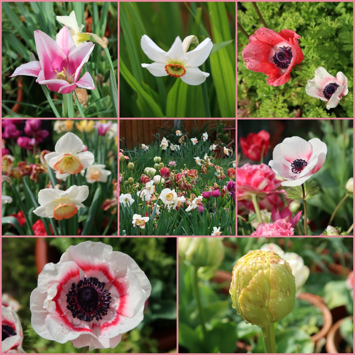 #Spring in my #garden today🌟💗🌷 #mygarden #GardeningTwitter #gardeningx #gardening #Flowers
