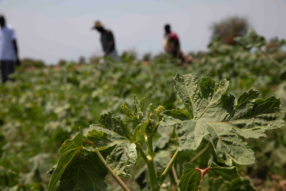 FAOSouthSudan tweet picture