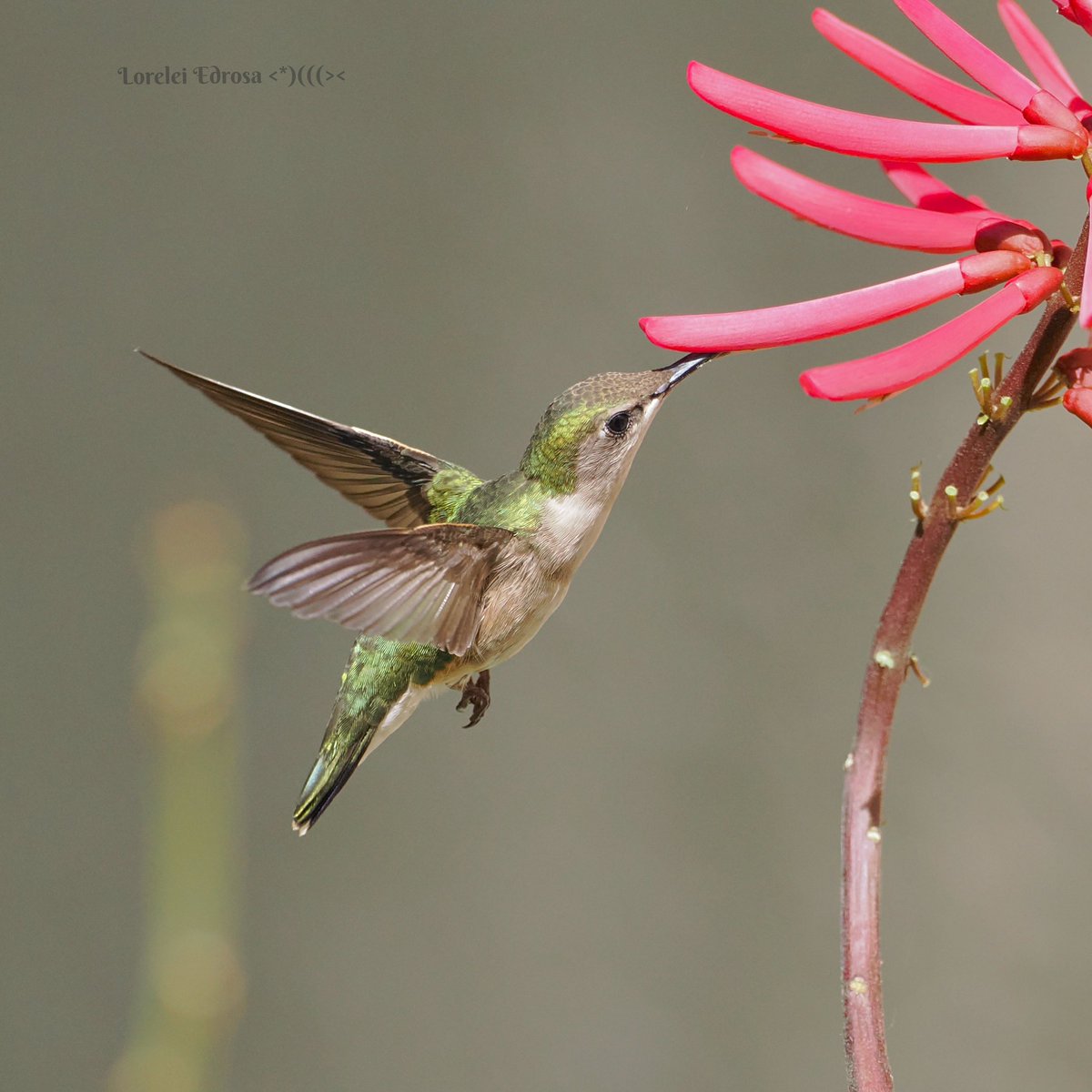 #birds #birdphotography #BirdsOfTwitter #NaturePhotography #hummingbird 
Ruby throated hummingbird
Fl., USA
Apr. 2024