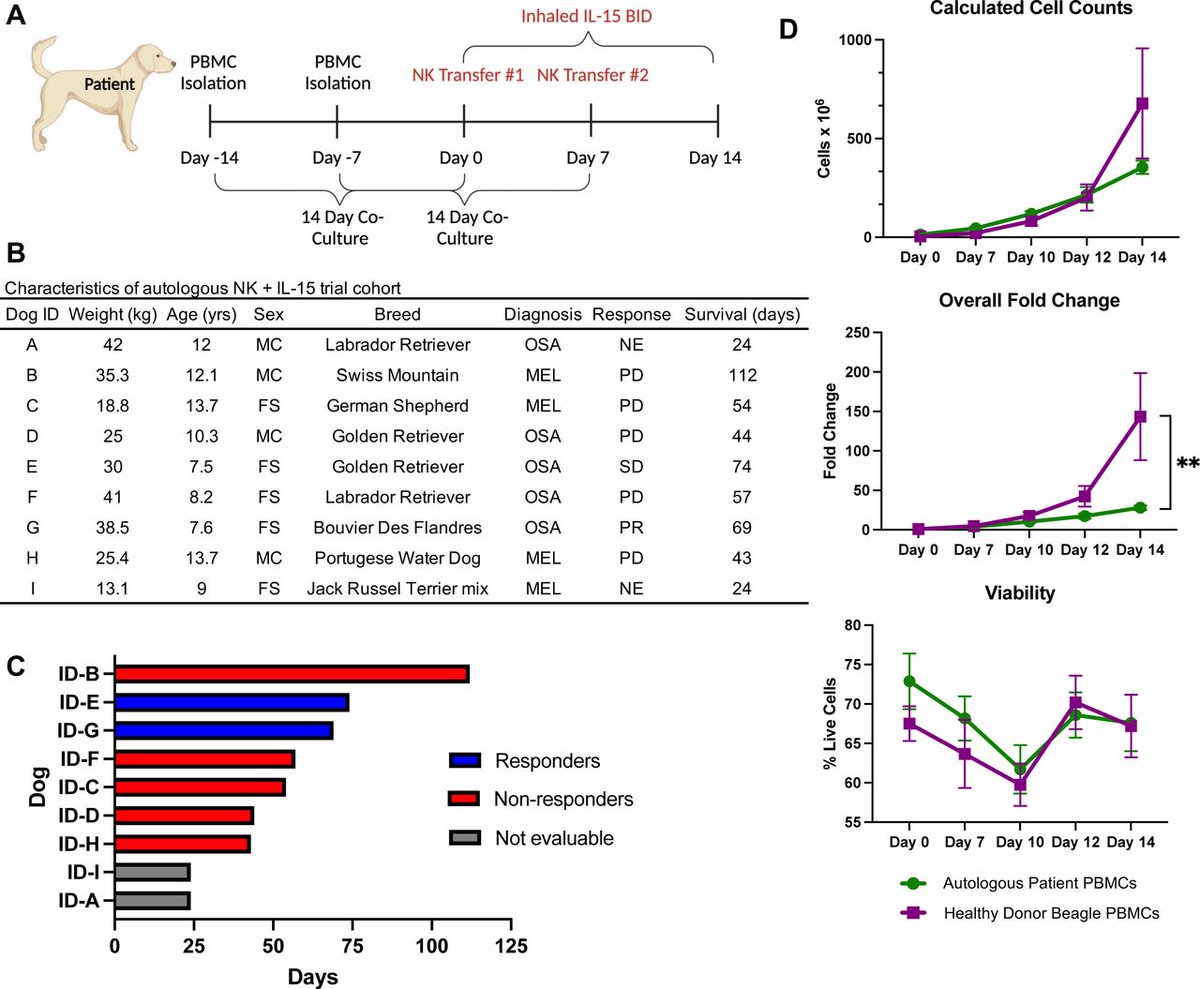 Hot off the #JITC Press-Dr Robert Canter & team published research: Preclinical evaluation and first-in-dog clinical trials of PBMC-expanded natural killer cells for adoptive immunotherapy in dogs with cancer bit.ly/4cXZ09p #cancerresearch #immunotherapy @UCDavisHealth