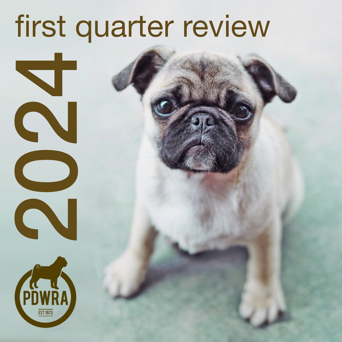 The start of 2024 has been a bit of a whirlwind so far... Already in the first 3 months, 54 pugs have been adopted, we have 60 pugs in long-term foster and 43 pugs in short-term foster! 
ecs.page.link/NqPCS 
#pdwra #pugcharity #pugwelfare #friendsofwelfare #pugadoption #pug