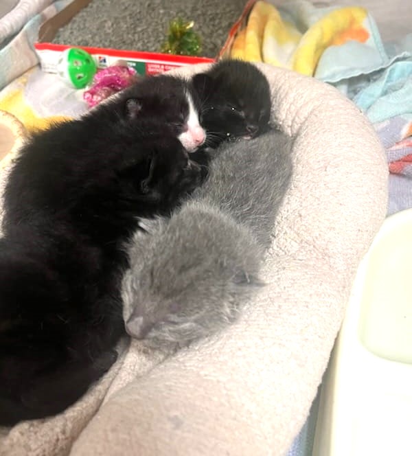 🆘URGENT🆘PLEDGES & IMMEDIATE #RESCUE NEEDED!🆘 🆘🙏🏽PLZ HELP IF YOU CAN🆘 💝FOUR 1WO 🍼BOTTLE BABY🍼#KITTENS💝 🚨NEED OUT OF THE SHELTER ASAP!🚨 ▶IDs: 656958 - 656961 facebook.com/cobbcountykitt… 🙏🏽#PLEDGE 2 #SAVEALIFE 💞SHARING SAVES LIVES💞 #MARIETTA #GA @cobbkitties #KITTENSEASON