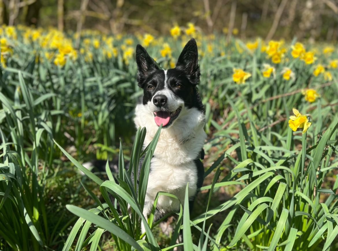 Help2Rehome Scotland tweet media