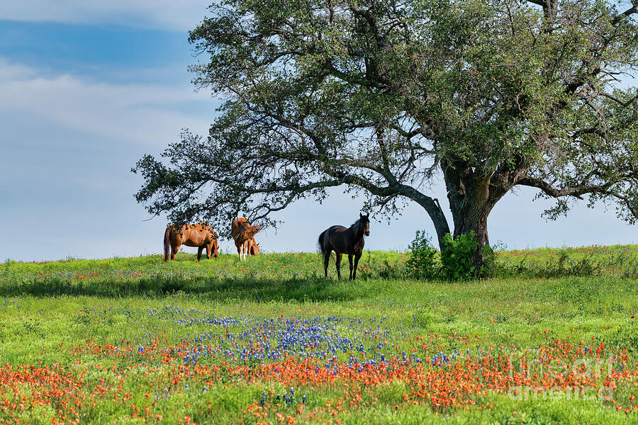 Horses Grazing Under Tree with Wildflowers 2 t2m.io/VYhbsmUd #TexasWildflowers #bluebonnets #indianpaintbrush #homedecor #wallart #tree #interiors #horse #buyart #art #ayearforart #photography #photo #texashillcountry