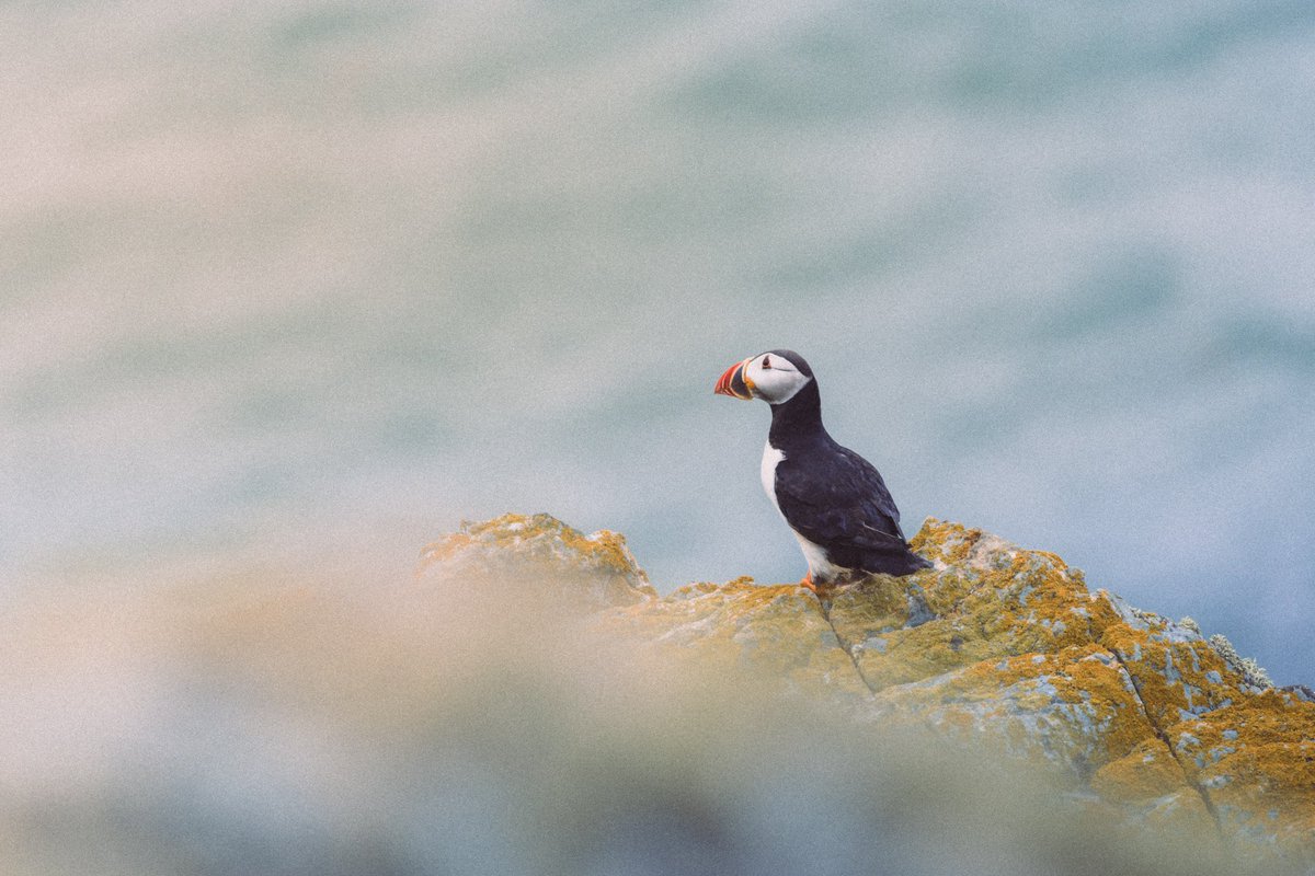 The puffin takes a second to rest,
amongst the razorbills, guillemots and kittiwakes. Old lighthouse against old rocks. 

Taken at @RSPBSouthStack last year…