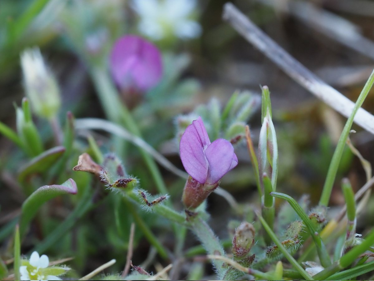 One of my absolute favourites, such a joyous little plant for late spring. Spring Vetch Vicia lathyroides. Tiny mauve jewels in coastal turf. Hayling Island, Hampshire. @BSBIbotany