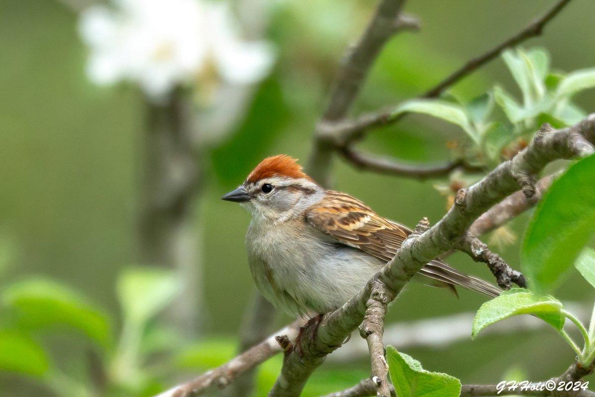 A Chipping Sparrow in an apple tree in the late afternoon light.
#TwitterNatureCommunity #chippingsparrow