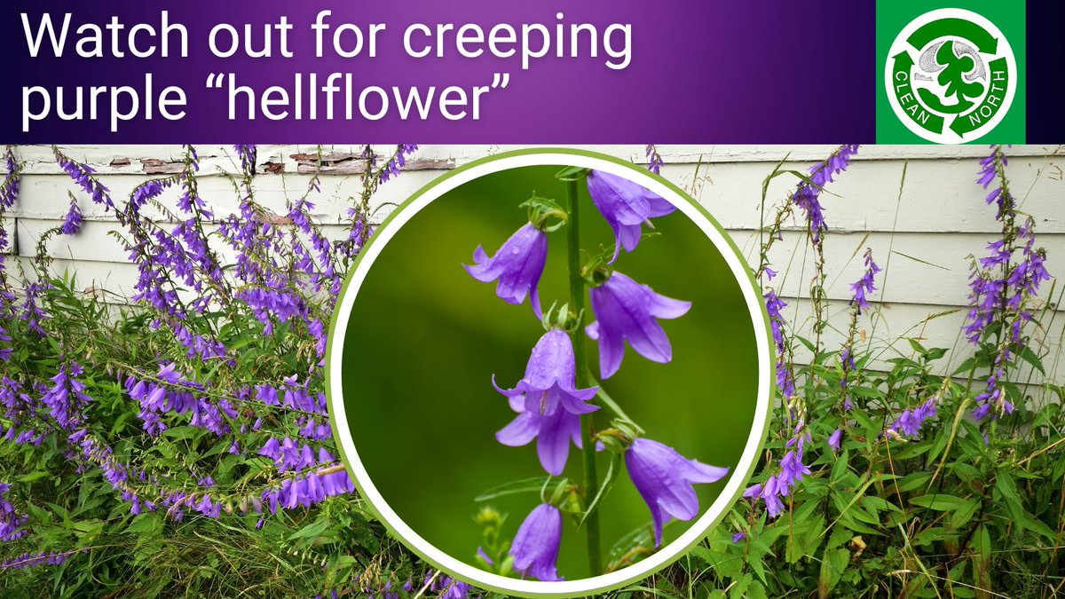Creeping purple bellflower is a pretty but very invasive plant that many people in our area may not have heard of. Go to our Facebook page to read how to deal with it. At a minimum...do not let it go to seed! 

#invasivespecies #gardening #cleannorthsault #saultstemarie #algoma