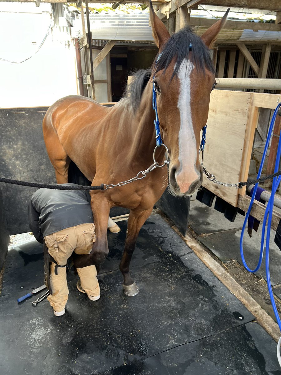 ただいま装蹄中のバレルロールくん🐴