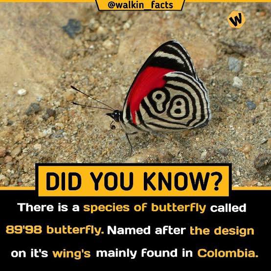 #DYK that there exists a species of butterfly known as the '89'98 Butterfly.”? It is so-named for its markings, which uncannily resemble the number 89 on one wing, and the number 98 on the other. #WhatHasChanged in our efforts to preserve biodiversity in order to #Act4Nature?