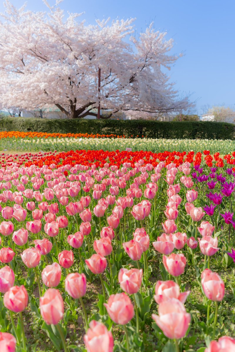 チューリップと桜の春風景🌷🌸
#新潟ふるさと村 
#チューリップ 
#桜 
#花風景 
#春風景 
#キリトリノセカイ 
#photoftheday 
#cherryblossom 
#tulip 
#flowerphotography 
#japanlandscape