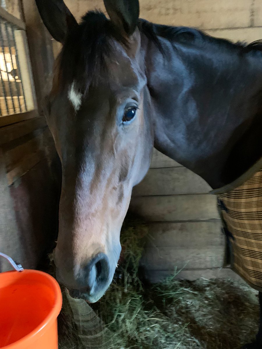 This cold raw rainy day can’t dampen SLIPSTREAM’s spirits 🩵in his stall with lots of alfalfa-which he Loves! I put a heavier stable sheet on him, brrr chilly! Spring come back! #OTTB #ExRacehorse