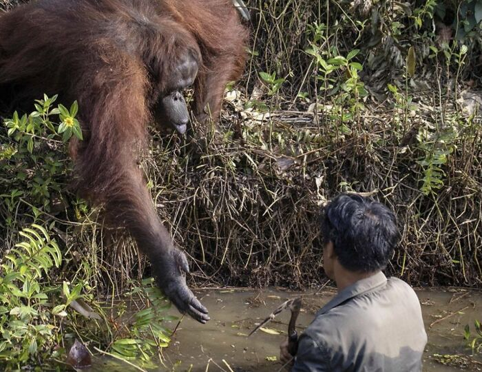 Este orangután salvaje intentó salvar a un hombre de un estanque infestado de serpientes creyendo que estaba en peligro. En realidad, el hombre estaba allí para sacar las serpientes del estanque y mantener a los simios a salvo. Este simio hizo repetidos intentos de ayudar al