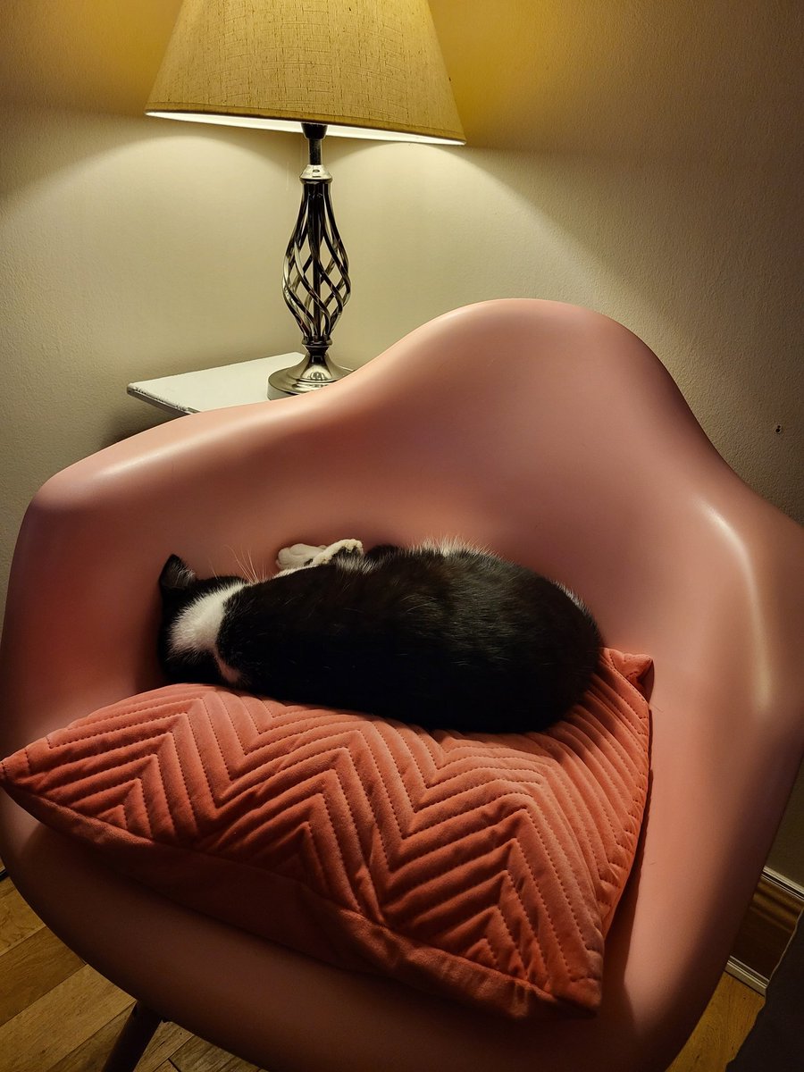 Gra2me's tweet photo. Cat cushions. https://t.co/Hzn6HRlUJ0