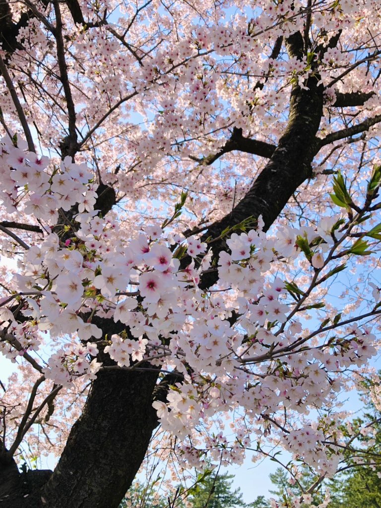 温めた　我の内なる　花ひらく
　　　　　　　　　　　ののぷ🌸
＃俳句
＃富山県
＃桜