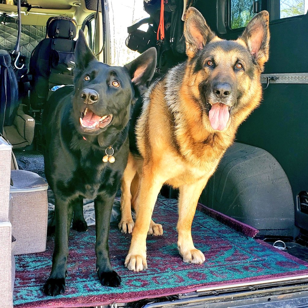 They stay cool in the van while we work. We keep it open when we are working outside, there is water, a spot to nap and cool breezy shade.