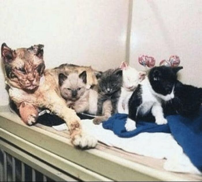 En 1996, una madre gata llamada Scarlett rescató a sus cinco gatitos de un edificio en llamas en Nueva York. Caminó entre las llamas 5 veces para rescatar a cada una. Scarlett había sufrido graves quemaduras mientras sacaba a sus gatitos del fuego. Tenía los ojos cerrados llenos