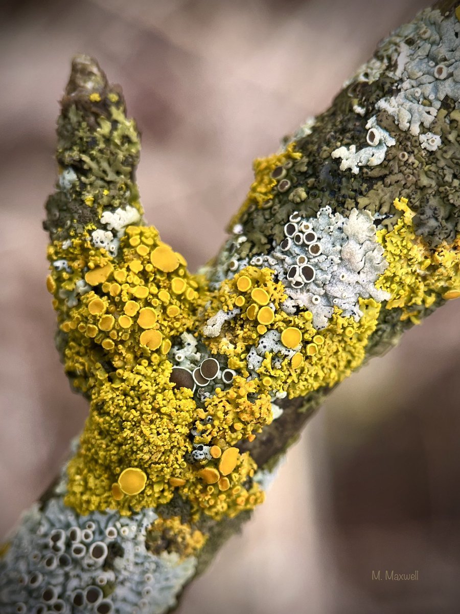 Lichen’s lovin’ the rain.