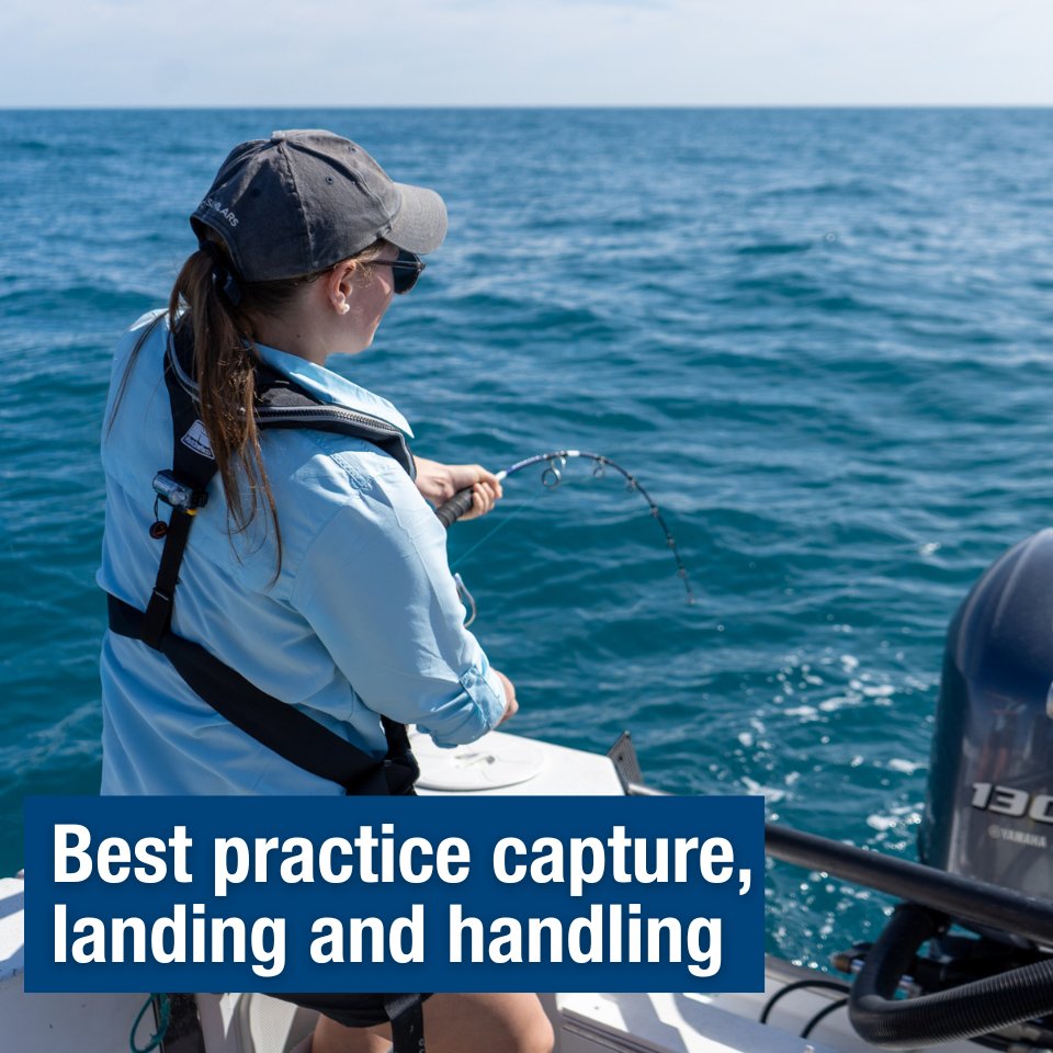 Planning to drop in a line this weekend? 🎣 Brush up on best practice capture, landing and handling techniques to ensure released fish have the greatest chance of survival. 👉 Find handling and release details and demonstrations via our website ow.ly/2PlQ50ReHXG