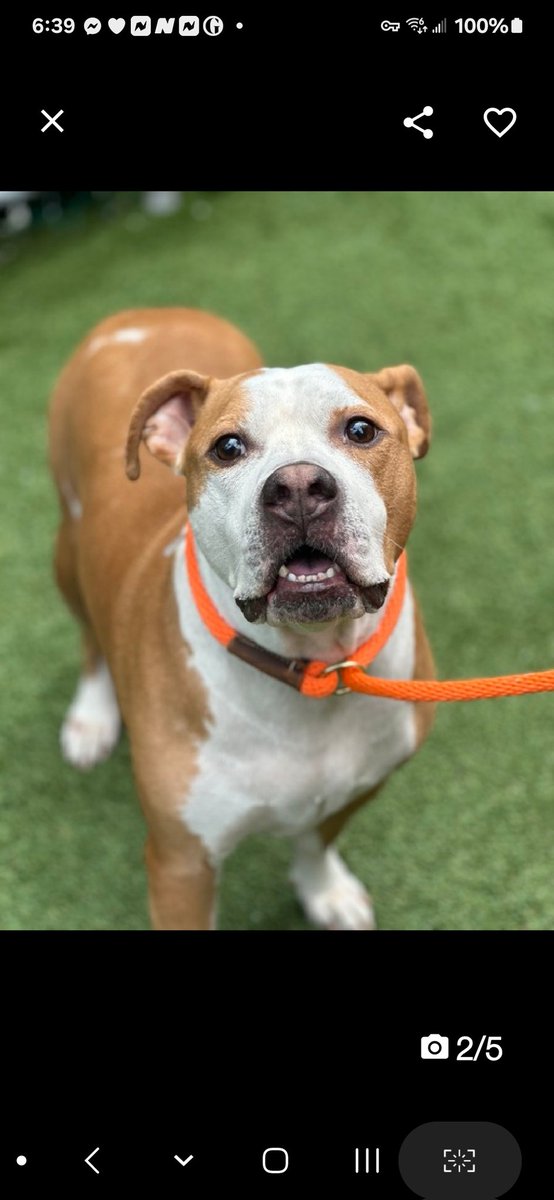 💔Spoony💔 #NYCACC #196341 5y ▪️To Be Killed: 4/20💉 Precious sweetie's💔, surr as l.lord won't allow. Beautiful boy adored his family, lived w another🐶. Stressed, warming w select staff. Sensitive, needs loving, N.East #Adopter/#Foster, 4 reassurance. Pls #pledge 💞Spoony