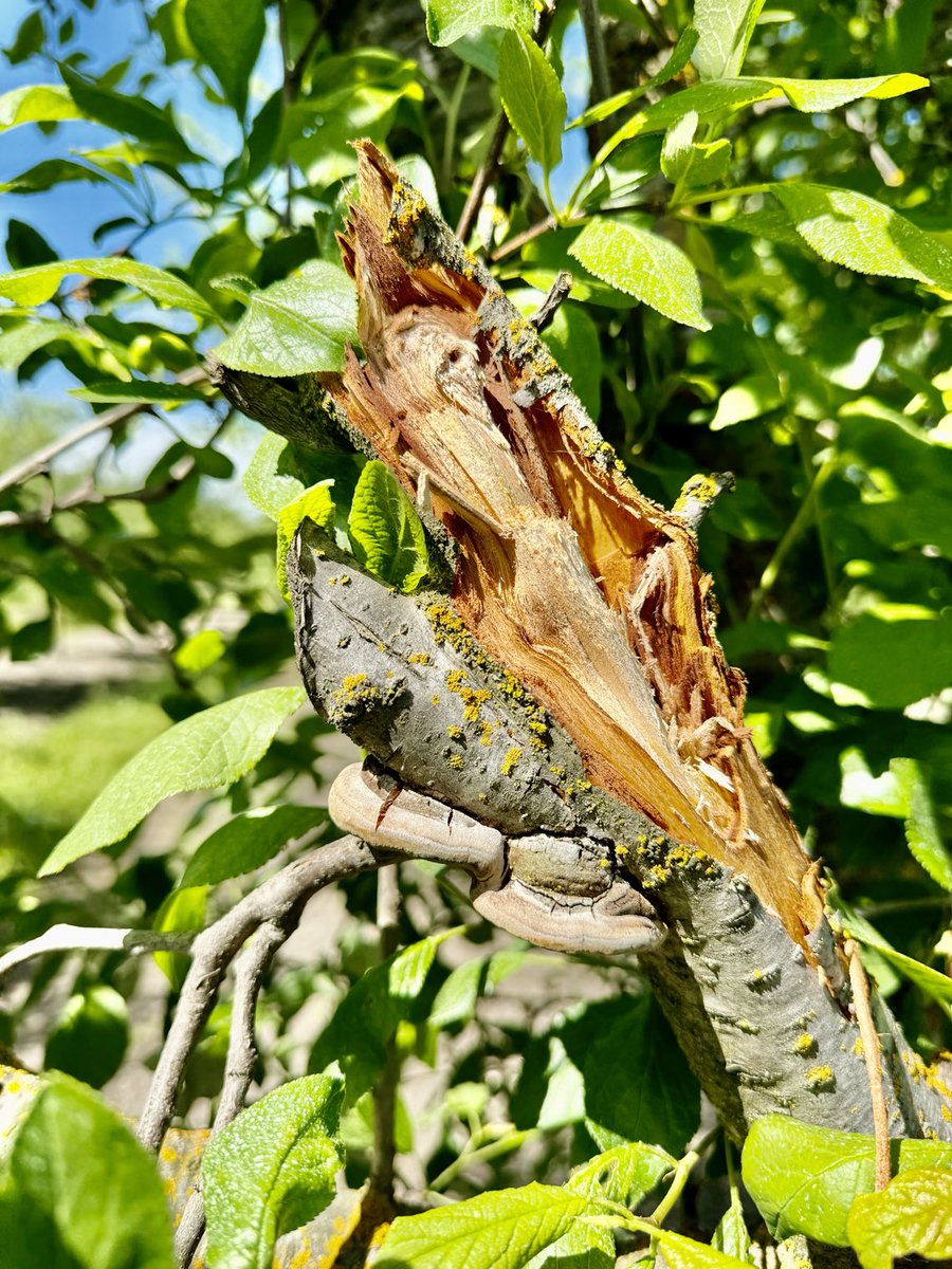 Florent Trouillas tweet media