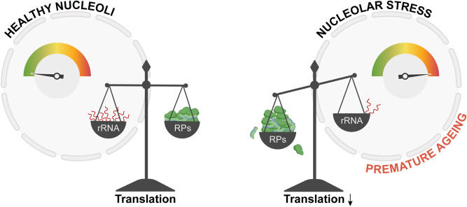Free ribosomal proteins as culprits for nucleolar stress dlvr.it/T5hrF2