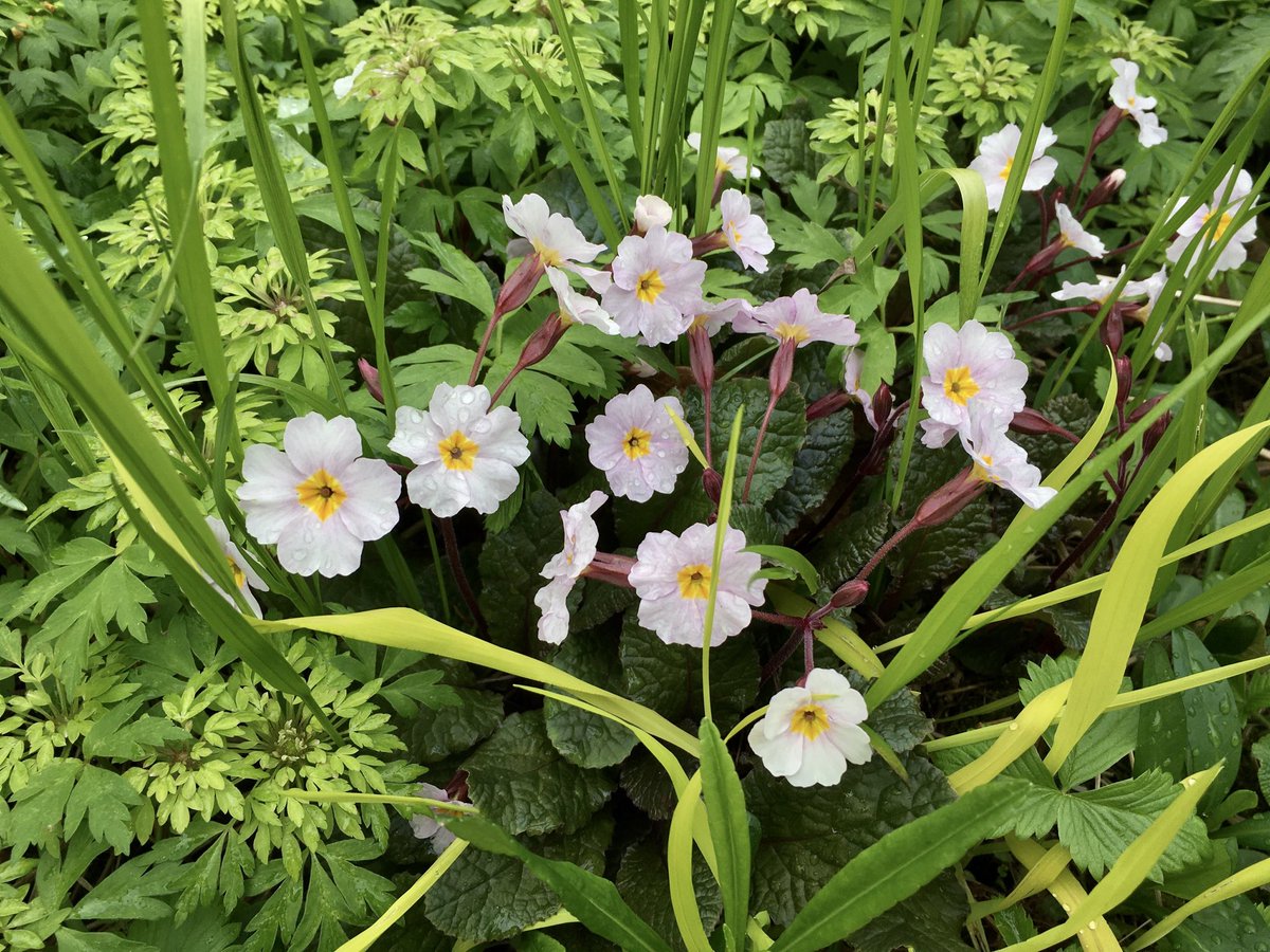 This Irish Primula Garryard Guinevere has been around for many a year, but shows no sign of leaving the scene…here, she is rubbing shoulders with Bowles Golden Grass and Anemone Virescens.. #Spring