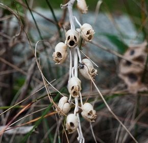 maracabrumrpg's tweet photo. Para onde quer que você olhe, tem gente distribuindo buquês de flor caveira morta umas pras outras https://t.co/OnoX74qcbe