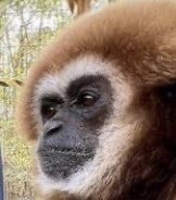 Gibbons Daily tweet media