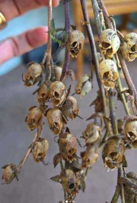 maracabrumrpg's tweet photo. Para onde quer que você olhe, tem gente distribuindo buquês de flor caveira morta umas pras outras https://t.co/OnoX74qcbe
