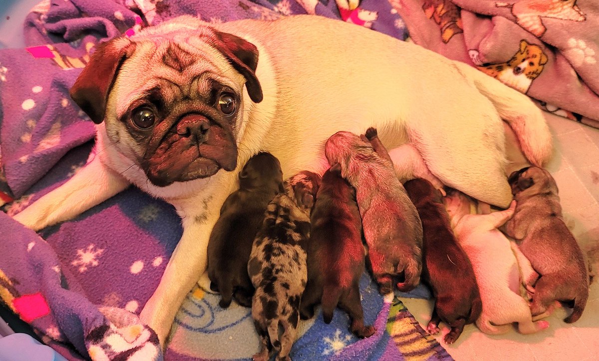 All 7 have arrived. We have 2 black boys, 1 chocolate fawn boy and 1 merle boy. 2 fawn girls and 1 black girl.  Thank you all for the thoughts and prayers, she was a trooper and everyone seems to be doing well!
#pugpartyplusone #pug #pugs #puppies
