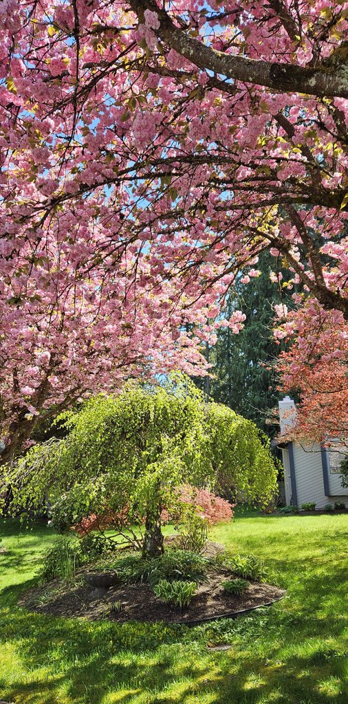 Spring blooms beautifully in Metro Vancouver, B.C. 🌸🌿 Canada 🍁