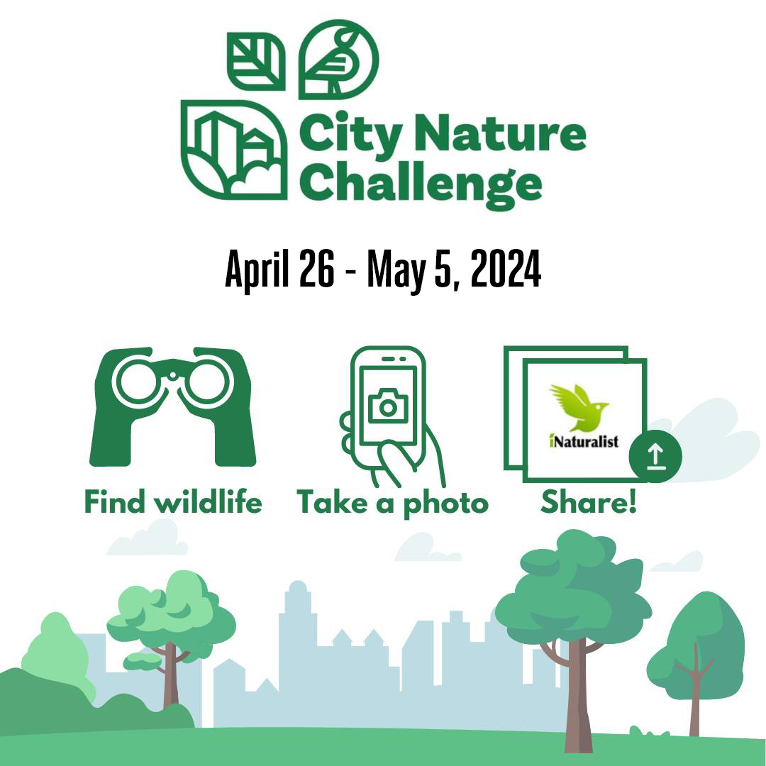 Ready to notice nature? 🦋🌿🐦Join the City Nature Challenge, a community science event to find and document urban wildlife, beginning April 26 across Nebraska. Learn more: brnw.ch/21wIXCX #CommunityScienceMonth